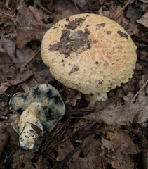 Gyroporus cyanescens