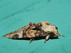Lophothripa vitea
