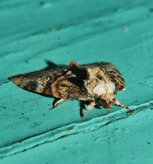 Lophothripa vitea