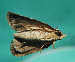 Lophothripa vitea
