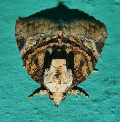 Lophothripa vitea