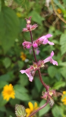 Stachys boraginoides
