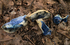 Gyroporus cyanescens