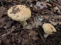 Gyroporus cyanescens