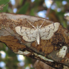 Blepharomastix achroalis