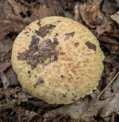 Gyroporus cyanescens