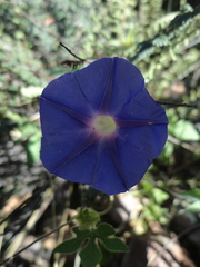 Ipomoea pubescens