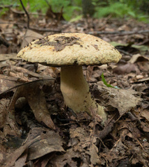 Gyroporus cyanescens