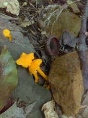 Cantharellus minor