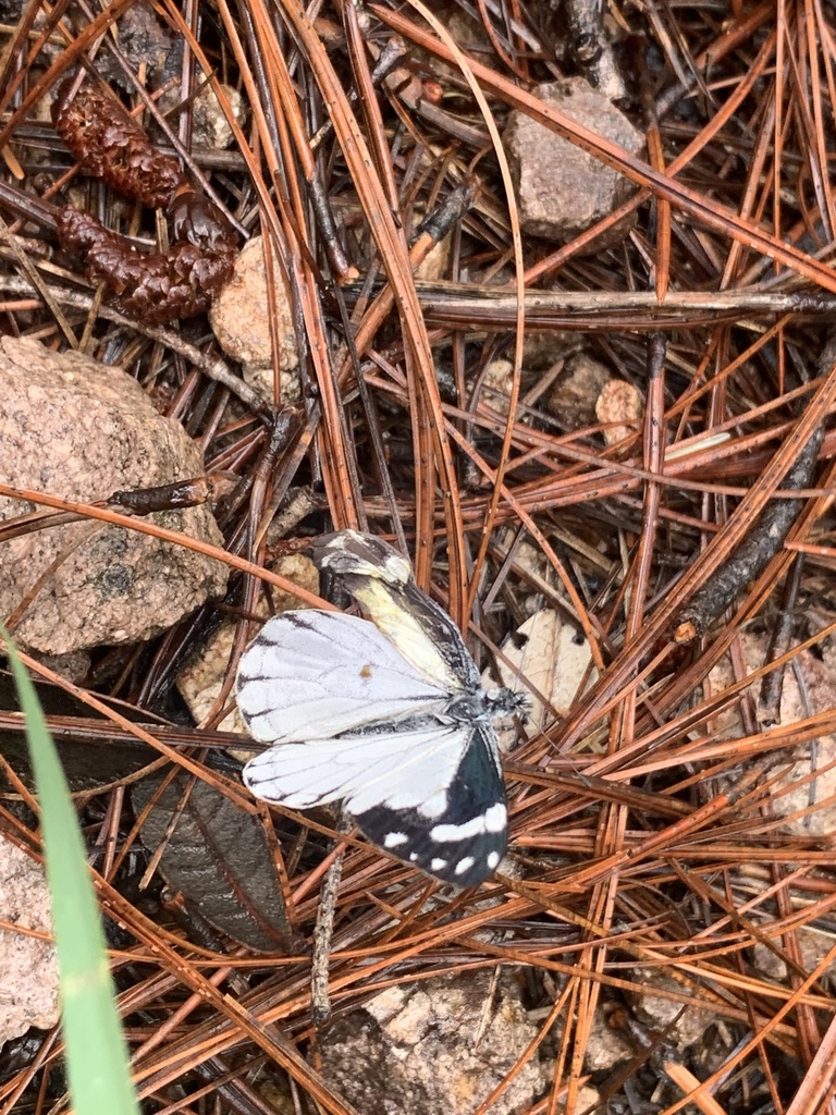 Chiricahua Pine White