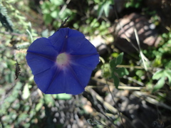 Ipomoea pubescens