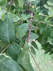 Juglans nigra