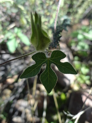 Ipomoea pubescens