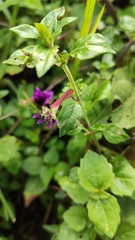 Cuphea calaminthifolia