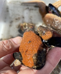 Metandrocarpa taylori