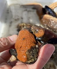 Metandrocarpa taylori