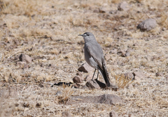 Muscisaxicola frontalis