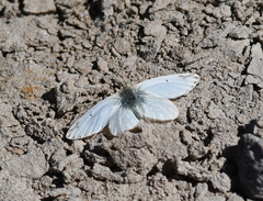Infraphulia madeleinea