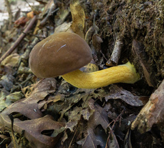 Boletus auripes