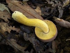 Boletus auripes