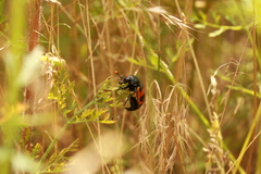 Nicrophorus marginatus