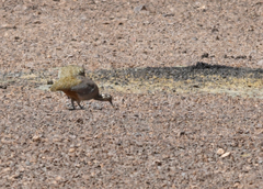 Tinamotis pentlandii