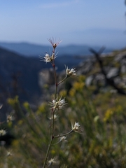 Acanthoscyphus parishii