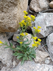 Senecio rapifolius