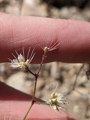 Acanthoscyphus parishii