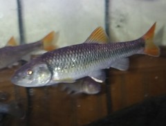 Nocomis leptocephalus