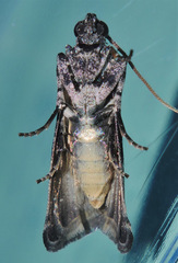 Assara leucarma