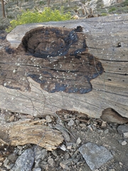 Acanthoscyphus parishii