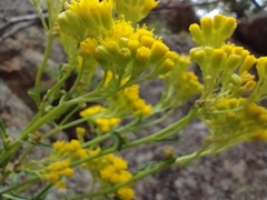 Senecio rapifolius