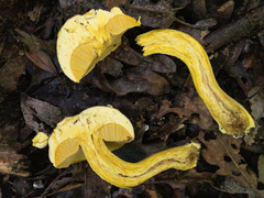 Boletus auripes