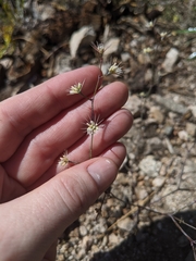 Acanthoscyphus parishii