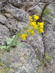 Senecio rapifolius