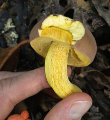 Boletus auripes