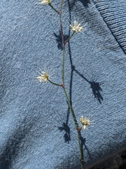 Acanthoscyphus parishii