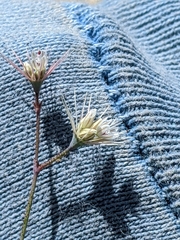 Acanthoscyphus parishii