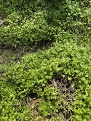 Hydrocotyle tripartita