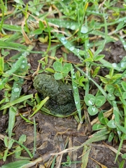 Phascolarctos cinereus
