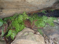 Gleichenia rupestris