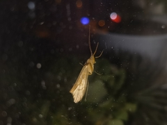Nemotaulius