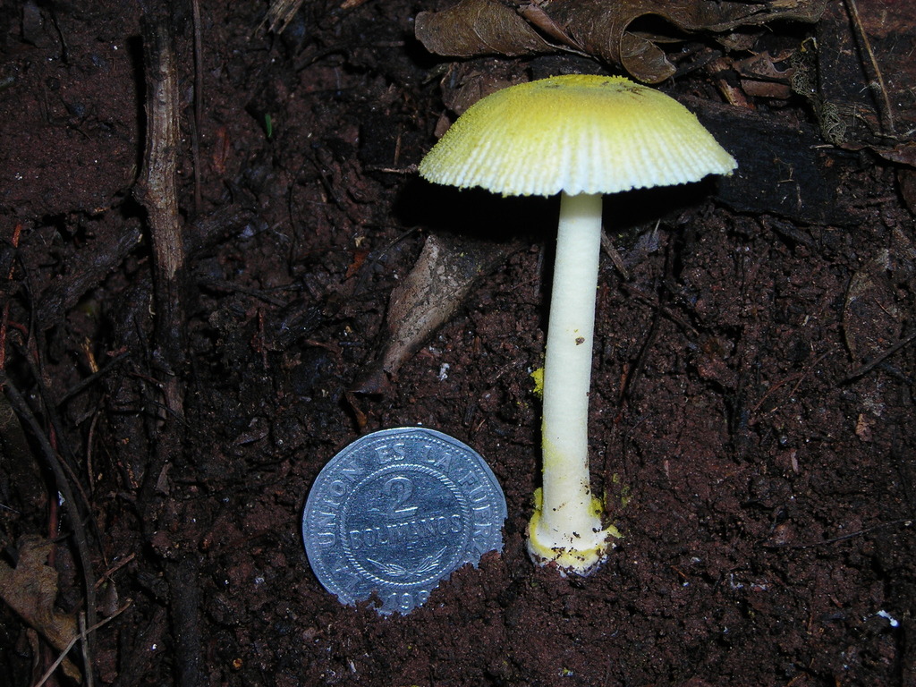 Pirate Gold Amanita