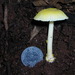 Amanita chrysoleuca - Photo (c) Danny Newman, algunos derechos reservados (CC BY-NC-ND), subido por Danny Newman