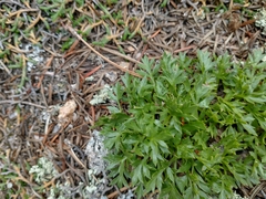Cymopterus humilis