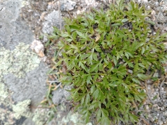 Cymopterus humilis