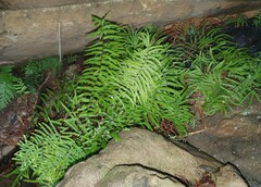 Gleichenia rupestris