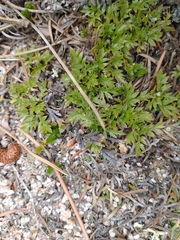 Cymopterus humilis