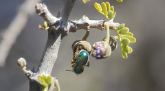 Callistochlora chloris